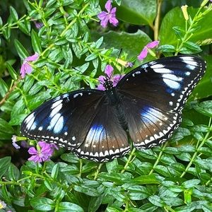 Meet your Posher, Avery